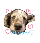 美人(犬)ダックスもなかさんの呟き（個別スタンプ：3）