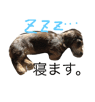 美人(犬)ダックスもなかさんの呟き（個別スタンプ：6）