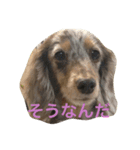 美人(犬)ダックスもなかさんの呟き（個別スタンプ：7）