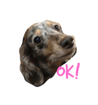 美人(犬)ダックスもなかさんの呟き（個別スタンプ：8）
