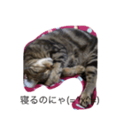 猫の気持ち（個別スタンプ：1）
