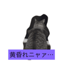 猫の気持ち（個別スタンプ：2）