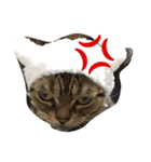 猫の気持ち（個別スタンプ：3）