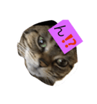 猫の気持ち（個別スタンプ：6）