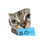 猫の気持ち（個別スタンプ：7）