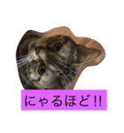 猫の気持ち（個別スタンプ：8）