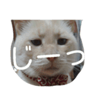 困り猫まつこ（個別スタンプ：1）