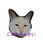 困り猫まつこ（個別スタンプ：2）