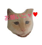 困り猫まつこ（個別スタンプ：3）