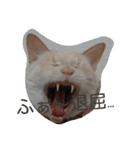 困り猫まつこ（個別スタンプ：4）