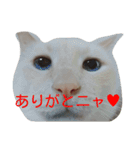 困り猫まつこ（個別スタンプ：5）