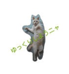 困り猫まつこ（個別スタンプ：6）