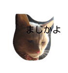 困り猫まつこ（個別スタンプ：7）