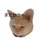 困り猫まつこ（個別スタンプ：8）