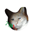 困り猫まつこ（個別スタンプ：9）