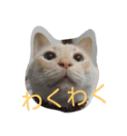 困り猫まつこ（個別スタンプ：10）