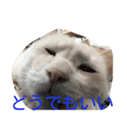 困り猫まつこ（個別スタンプ：11）