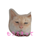 困り猫まつこ（個別スタンプ：12）