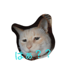 困り猫まつこ（個別スタンプ：13）