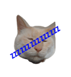困り猫まつこ（個別スタンプ：14）