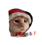 困り猫まつこ（個別スタンプ：16）