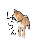 柴犬・くるみ ver.1（個別スタンプ：1）