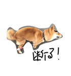 柴犬・くるみ ver.1（個別スタンプ：5）