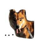 柴犬・くるみ ver.1（個別スタンプ：6）
