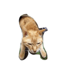 いやし〜猫（個別スタンプ：1）