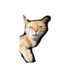 いやし〜猫（個別スタンプ：2）