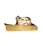 いやし〜猫（個別スタンプ：4）