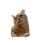 いやし〜猫（個別スタンプ：5）