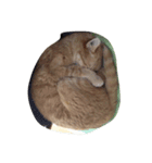 いやし〜猫（個別スタンプ：7）