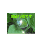 一筆啓上仕り候（個別スタンプ：15）