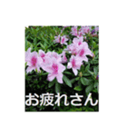 一筆啓上仕り候（個別スタンプ：17）
