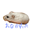 ハムスターのバニラちゃん（個別スタンプ：1）
