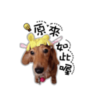 Dachshund GaGa part5（個別スタンプ：3）