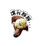 Dachshund GaGa part5（個別スタンプ：5）