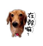 Dachshund GaGa part5（個別スタンプ：12）