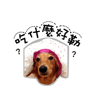 Dachshund GaGa part5（個別スタンプ：14）