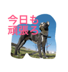 ボステリ コナ君の日常（個別スタンプ：1）