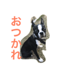 ボステリ コナ君の日常（個別スタンプ：2）