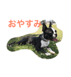 ボステリ コナ君の日常（個別スタンプ：4）