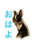 ボステリ コナ君の日常（個別スタンプ：7）