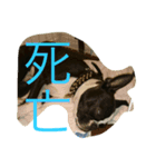 ボステリ コナ君の日常（個別スタンプ：8）