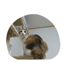 ハリーさんとミケ（個別スタンプ：15）