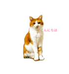 猫のまさお（個別スタンプ：1）