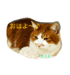 猫のまさお（個別スタンプ：2）