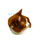 猫のまさお（個別スタンプ：5）