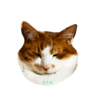 猫のまさお（個別スタンプ：6）